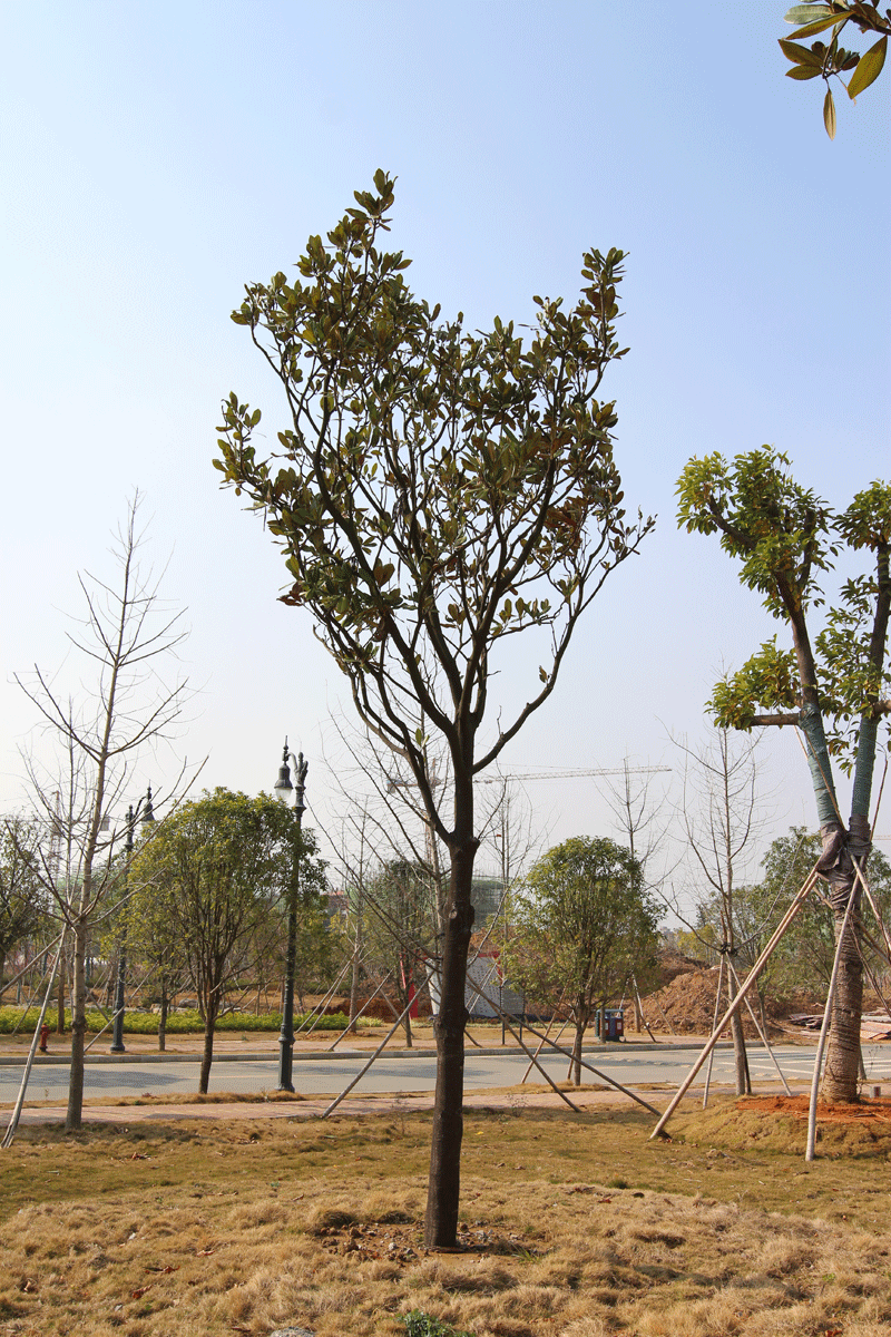 紫玉兰1 胸径10-12cm,高度6-7m,冠幅3-4m以上 数量:2株 已认捐:1株 待