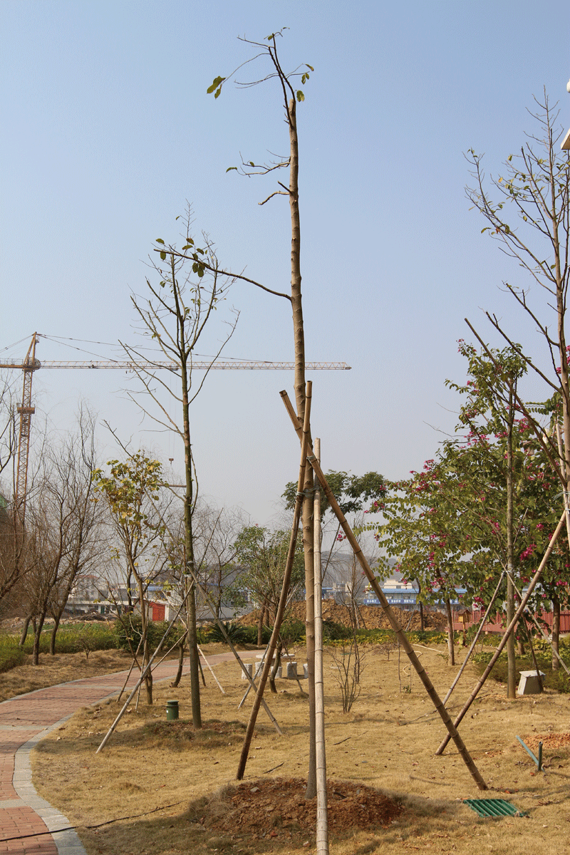 乐昌含笑 胸径12-15cm,高度6-7m,冠幅4m以上 数量:3株 已认捐:0株 待